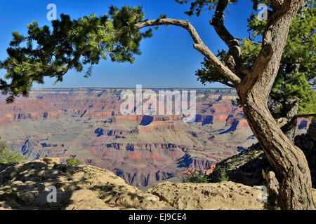 Arbre et des formations rocheuses du canyon de South Kaibab Trailhead, le Parc National du Grand Canyon, Arizona USA Banque D'Images