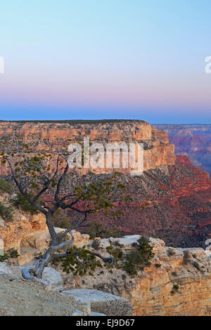 Arbre et des formations rocheuses du canyon de Yavapai Point, le Parc National du Grand Canyon, Arizona USA Banque D'Images