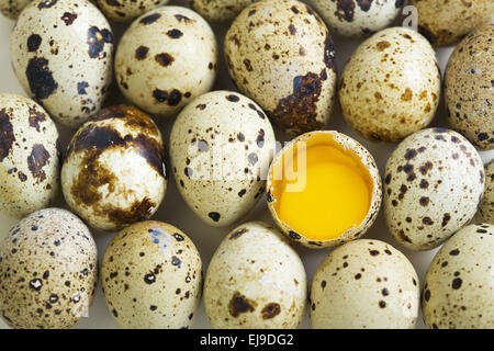 Oeufs de caille et des oeufs avec deux jaunes. Banque D'Images
