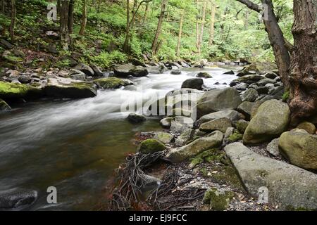 Le ruisseau de montagne romantique de bon augure Banque D'Images