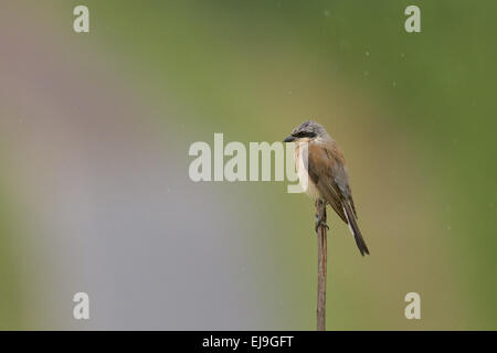 Red-Backed migratrice Banque D'Images