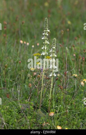 Austriaca, Salvia Sage autrichienne Banque D'Images