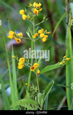 La salicaire, Lysimachia vulgaris jaune Banque D'Images