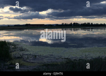 Parc national du lac de Neusiedl, Autriche Banque D'Images