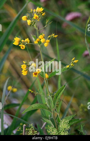 La salicaire, Lysimachia vulgaris jaune Banque D'Images