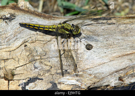 Black-tailed Skimmer, Orthetrum cancellatum Banque D'Images