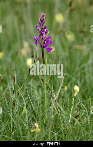 Début marsh orchid, Dactylorhiza incarnata Banque D'Images