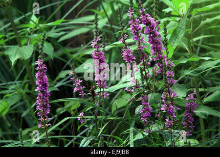 La salicaire pourpre, Lythrum salicaria Banque D'Images