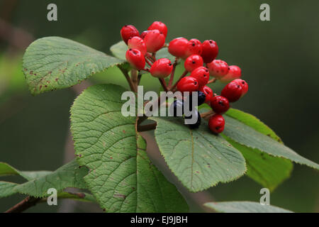 Wayfaring Tree, Viburnum lantana Banque D'Images
