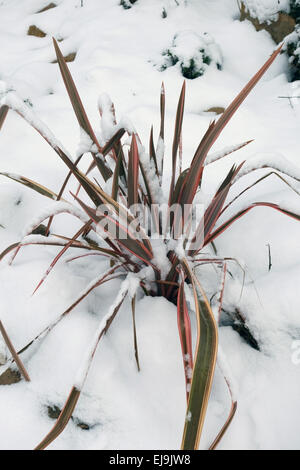 Un jeune de lin de Nouvelle-Zélande, le Phormium 'Maori Queen', plante avec de la neige fraîche couvrant, Berkshire, Février Banque D'Images