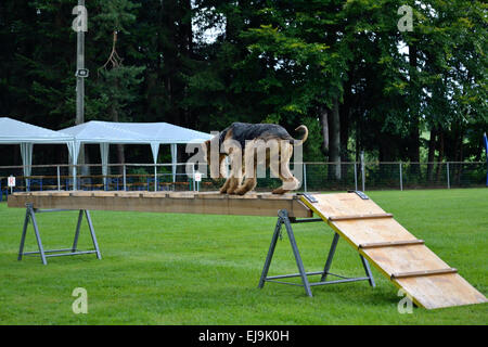 Terrier Airdale sur une échelle de sauvetage Banque D'Images