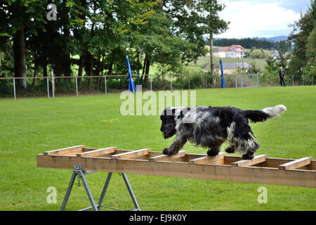 Cocker Anglais sur l'échelle de sauvetage Banque D'Images