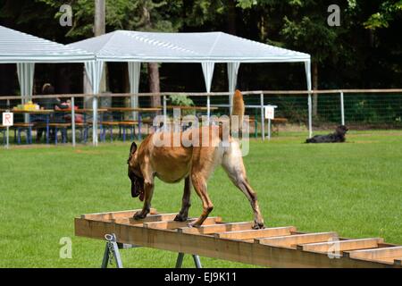 Malinois chiens sur une échelle de sauvetage Banque D'Images
