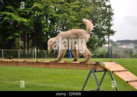 Échelle de sauvetage sur un caniche Banque D'Images