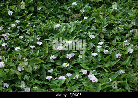 Gloire du matin ou de l'eau les épinards, Ipomoea aquatica, les plantes à fleurs et pousses tendres utilisés pour coooking en Asie du Sud-Est, le Thaïlandais Banque D'Images