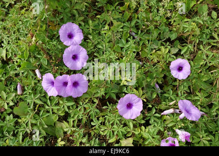 Fleurs de beach morning glory, Ipomoea pes-caprae, parmi d'autres fleurs plantes rampant sur une plage de Thaïlande, Mars Banque D'Images