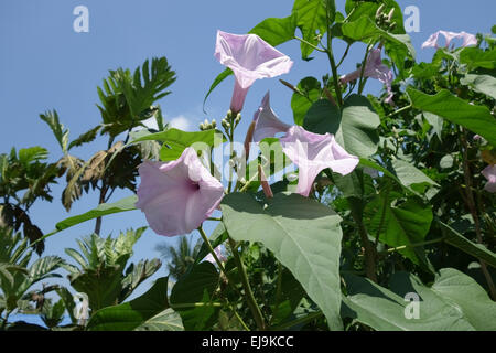 Bush ou morning glory morning glory rose, Ipomoea carnea, en fleurs, Bangkok, Thaïlande, février Banque D'Images