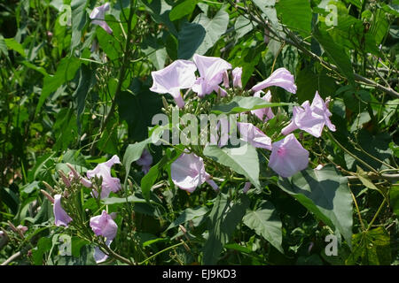 Bush ou morning glory morning glory rose, Ipomoea carnea, en fleurs, Bangkok, Thaïlande, février Banque D'Images