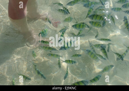 Nourrir les poissons de l'Indo-Pacifique, Abudefduf vaigiensis sergent, dans les eaux claires de Koh Poda dans la mer d'Andaman, Thaïlande Banque D'Images