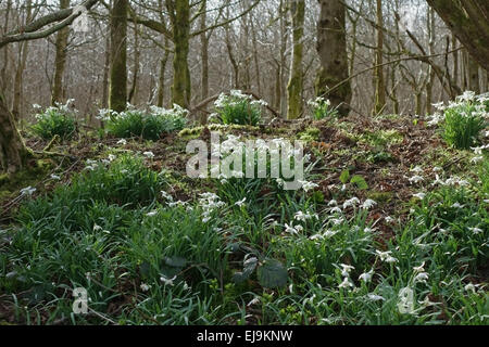 Naturalisé perce-neige, Galanthus nivalis, la floraison dans les bois au printemps, Berkshire Banque D'Images