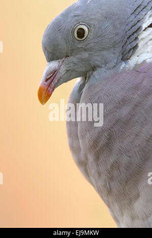 Pigeon ramier Banque D'Images