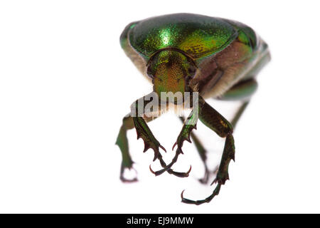 Rose chafer Banque D'Images