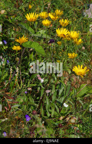 Feuille de saule Buphthalmum salicifolium, oxeye Banque D'Images