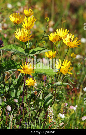 Feuille de saule Buphthalmum salicifolium, oxeye Banque D'Images