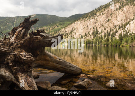Lake Buena Vista Cottonwood près de Colorado Banque D'Images