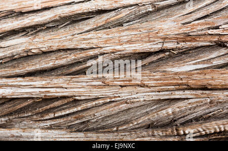 De l'arrière-plan de l'écorce du tronc de cèdre Banque D'Images