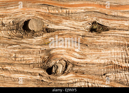 De l'arrière-plan de l'écorce du tronc de cèdre Banque D'Images