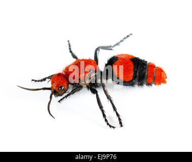 Tueur de vache ou de velours en ant macro isolé Banque D'Images