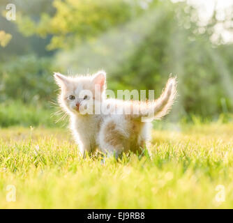 petits chatons Banque D'Images