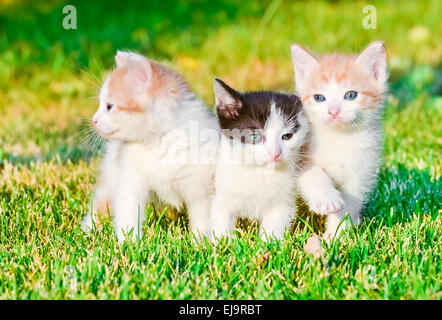 Chatons sur l'herbe Banque D'Images