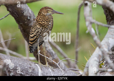 Juvenile rufescent tiger heron Banque D'Images