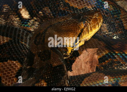 Python réticulé asiatique (Broghammerus reticulatus, Malayopython reticulatus, Python reticulatus) gros plan de la tête Banque D'Images