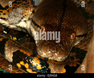 Python réticulé asiatique (Broghammerus reticulatus, Malayopython reticulatus, Python reticulatus) gros plan de la tête Banque D'Images