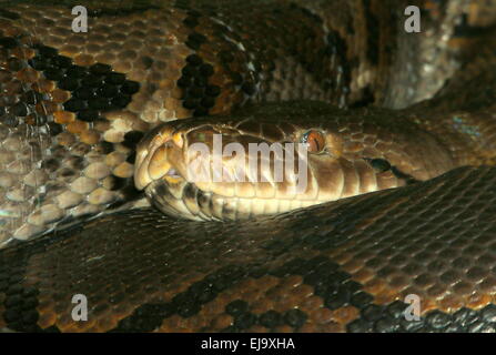 Python réticulé asiatique (Broghammerus reticulatus, Malayopython reticulatus, Python reticulatus) gros plan de la tête Banque D'Images
