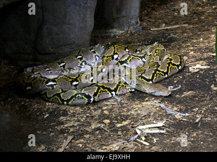 Python réticulé asiatique (Broghammerus reticulatus, Malayopython reticulatus, Python reticulatus), le plus grand serpent d'Asie. Banque D'Images