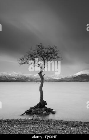 Le célèbre arbre à Milarrochy Bay sur la rive est du Loch Lomond. Banque D'Images