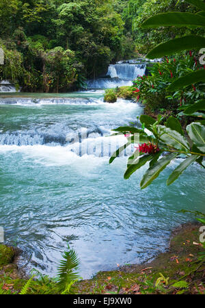 La Jamaïque. Dunn's River cascades Banque D'Images