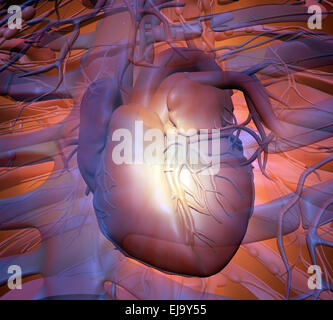 Coeur de l'homme - soins de santé cardiologie illustration Banque D'Images