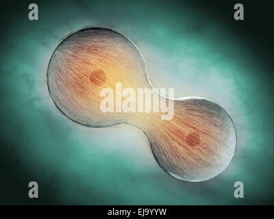 La division cellulaire par mitose - illustration scientifique Banque D'Images