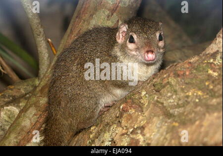 Torquéole à queue-bettong creusant ou il habitait autrefois l'Ouest (Bettongia penicillata) Banque D'Images