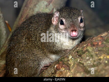 Torquéole à queue-bettong creusant ou il habitait autrefois l'Ouest (Bettongia penicillata) Banque D'Images