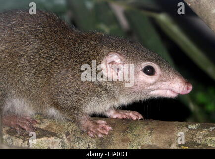 Torquéole à queue-bettong creusant ou il habitait autrefois l'Ouest (Bettongia penicillata) Banque D'Images