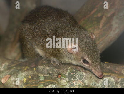 Torquéole à queue-bettong creusant ou il habitait autrefois l'Ouest (Bettongia penicillata) Banque D'Images