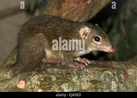 Torquéole à queue-bettong creusant ou il habitait autrefois l'Ouest (Bettongia penicillata) Banque D'Images