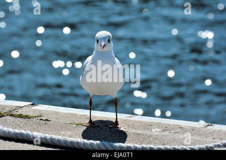 Mouette dans le port Banque D'Images