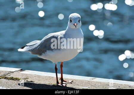 Mouette dans le port Banque D'Images